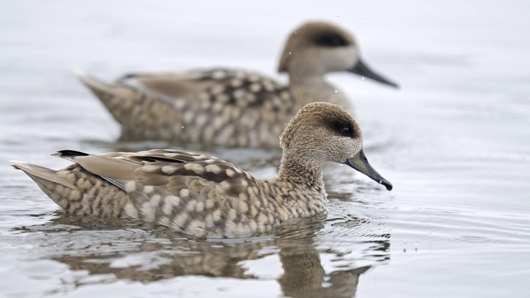 Recuperación de la cerceta pardilla España humedales en entorno natural