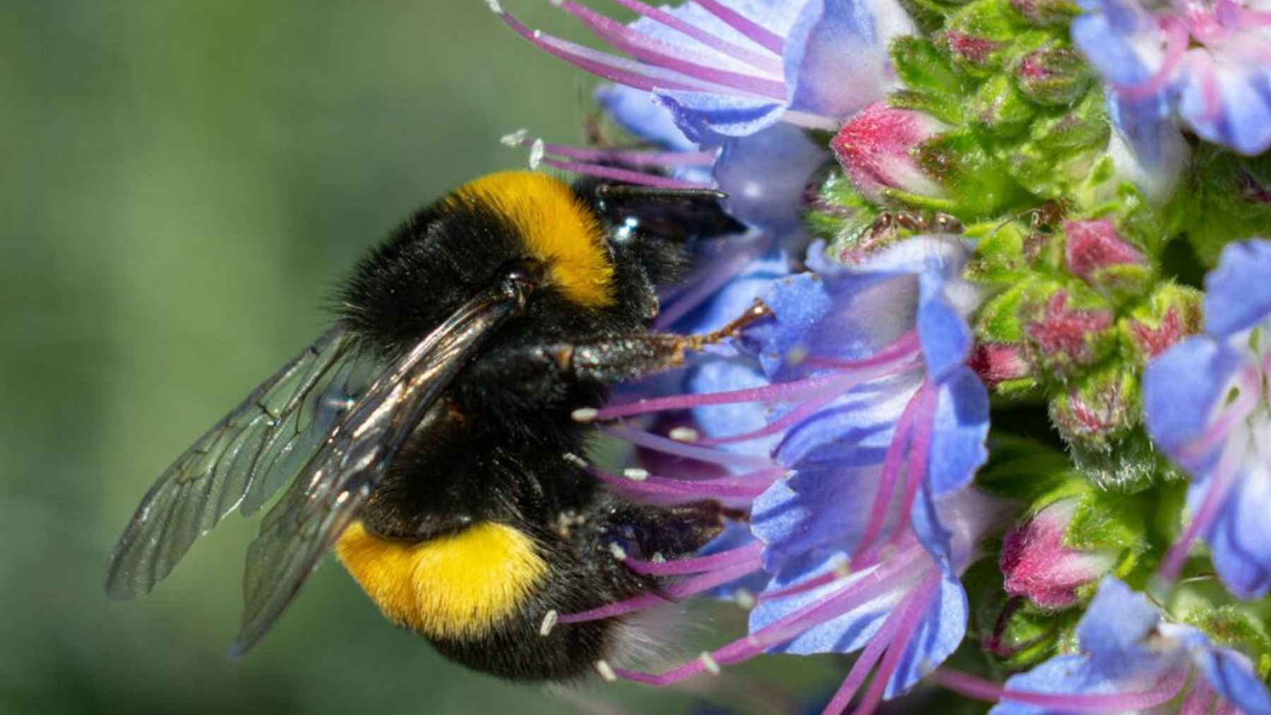 Reina de abejorro posada sobre flores mientras un estudio revela que puede sobrevivir bajo el agua en invierno