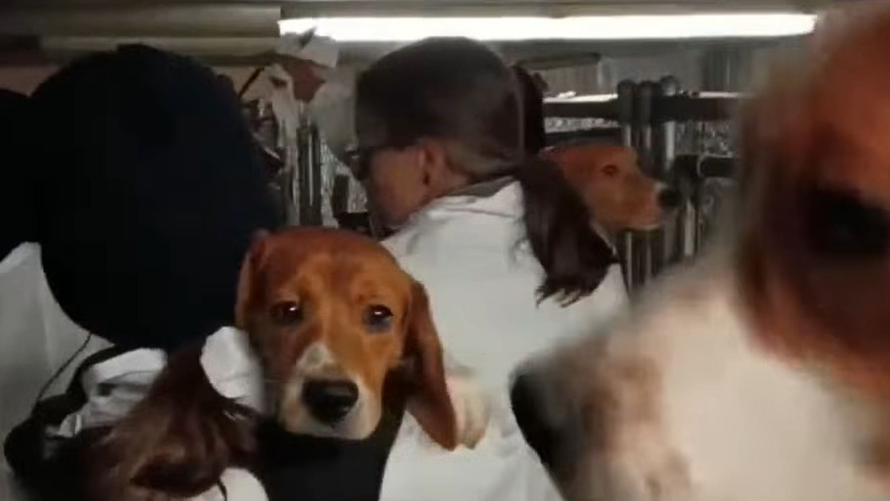 Beagle rescatado por activistas dentro de Ridglan Farms, criadero de laboratorio en Wisconsin.