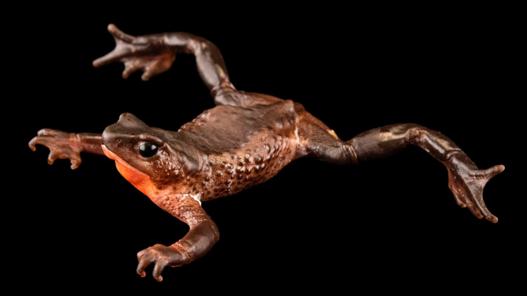 Sapo jambato (Atelopus ignescens), especie andina de Ecuador redescubierta tras décadas considerada extinta.