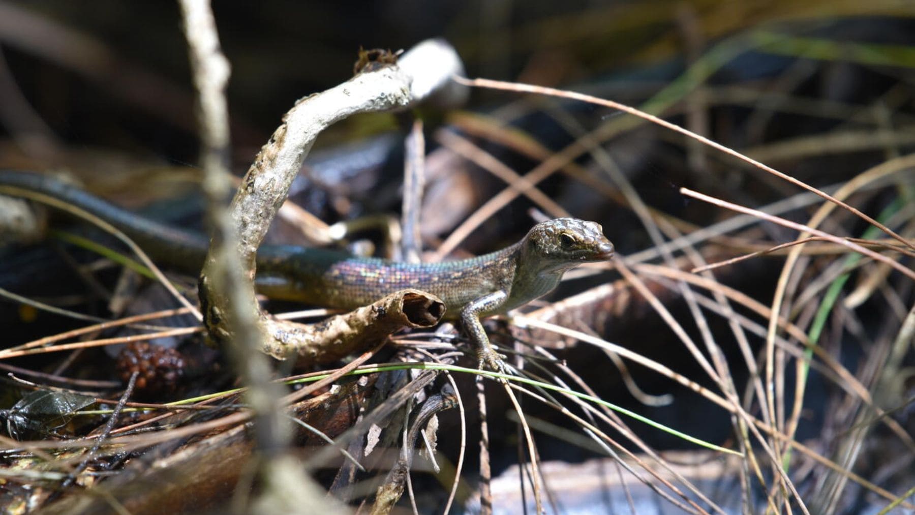 Lagarto en bosque tropical de Guam, ecosistema afectado por la serpiente invasora que eliminó aves nativas.