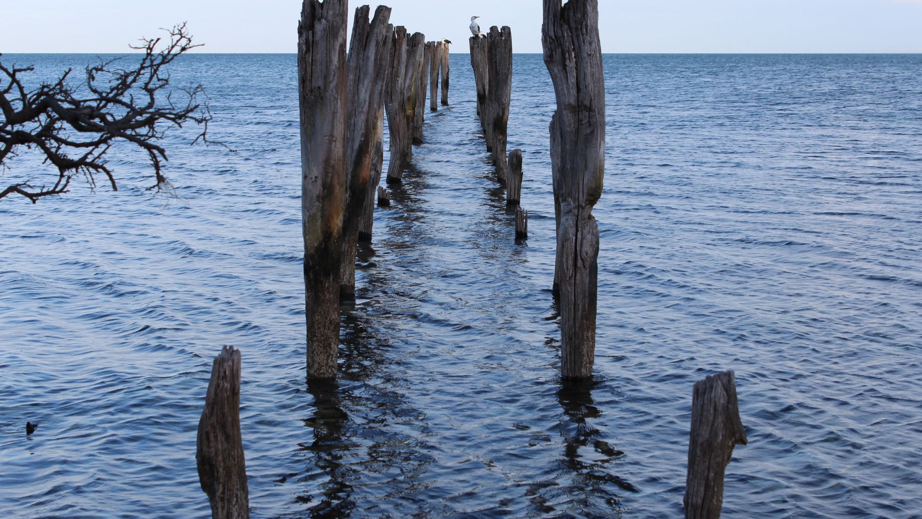 Postes de madera en el mar que ilustran la subida del nivel del mar por el cambio climático según un estudio científico.