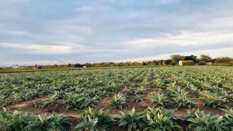 Barcelona pierde más del 70 % de su suelo agrícola en zonas periurbanas