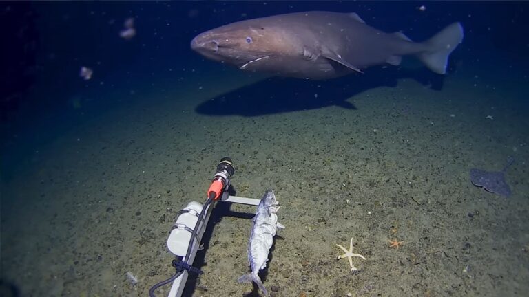tiburón durmiente grabado por una cámara submarina en el océano Antártico a casi 500 metros de profundidad.