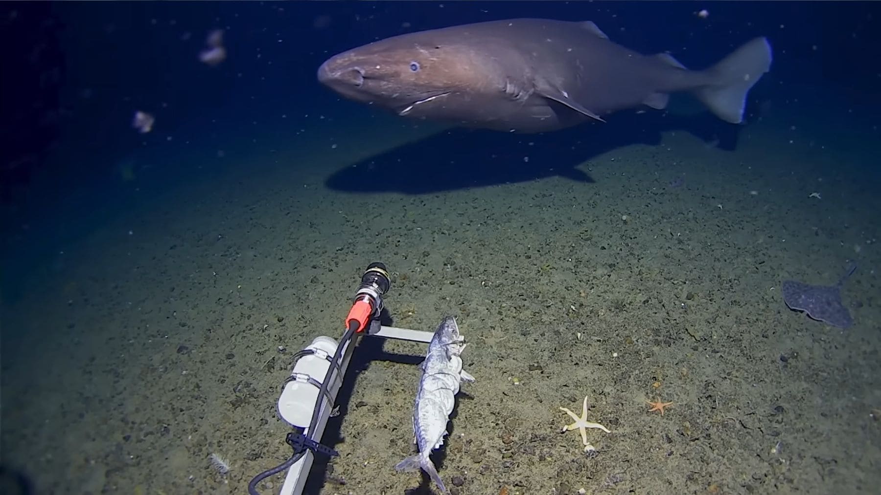 tiburón durmiente grabado por una cámara submarina en el océano Antártico a casi 500 metros de profundidad.