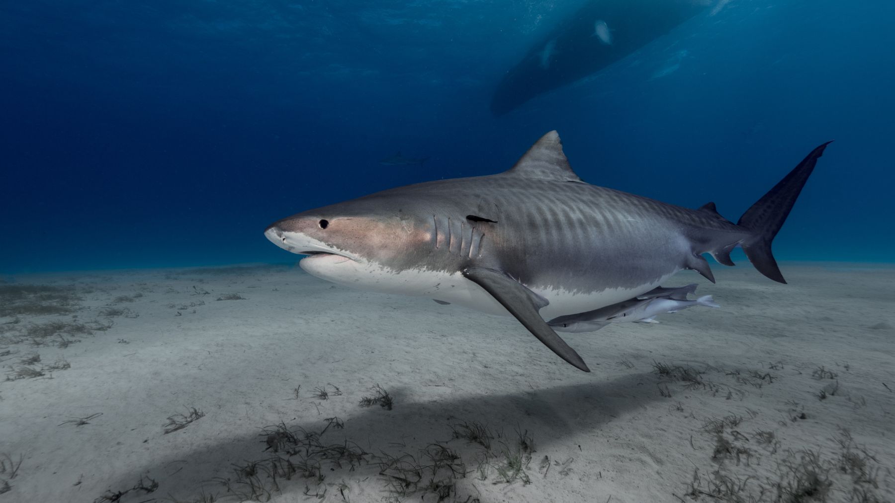 Tiburón durmiente nadando en aguas del océano Antártico, el primer ejemplar grabado en vídeo cerca de las islas Shetland del Sur.