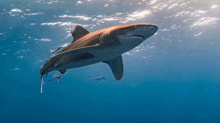 Tiburón gigante nadando en el océano captado por una cámara científica en aguas profundas de la Antártida.