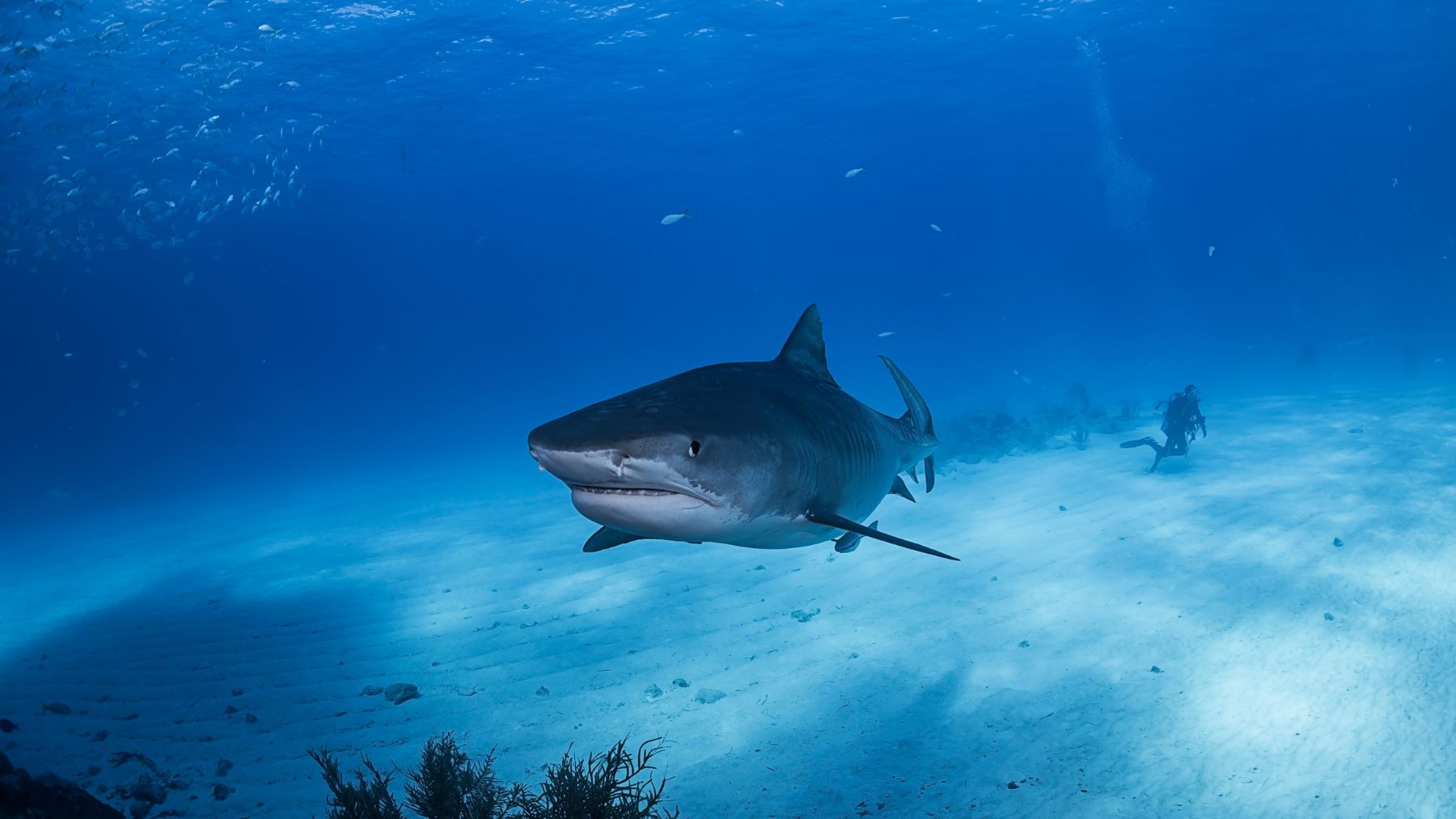 Tiburón nadando en el océano, imagen representativa del tiburón de Groenlandia de casi 400 años.