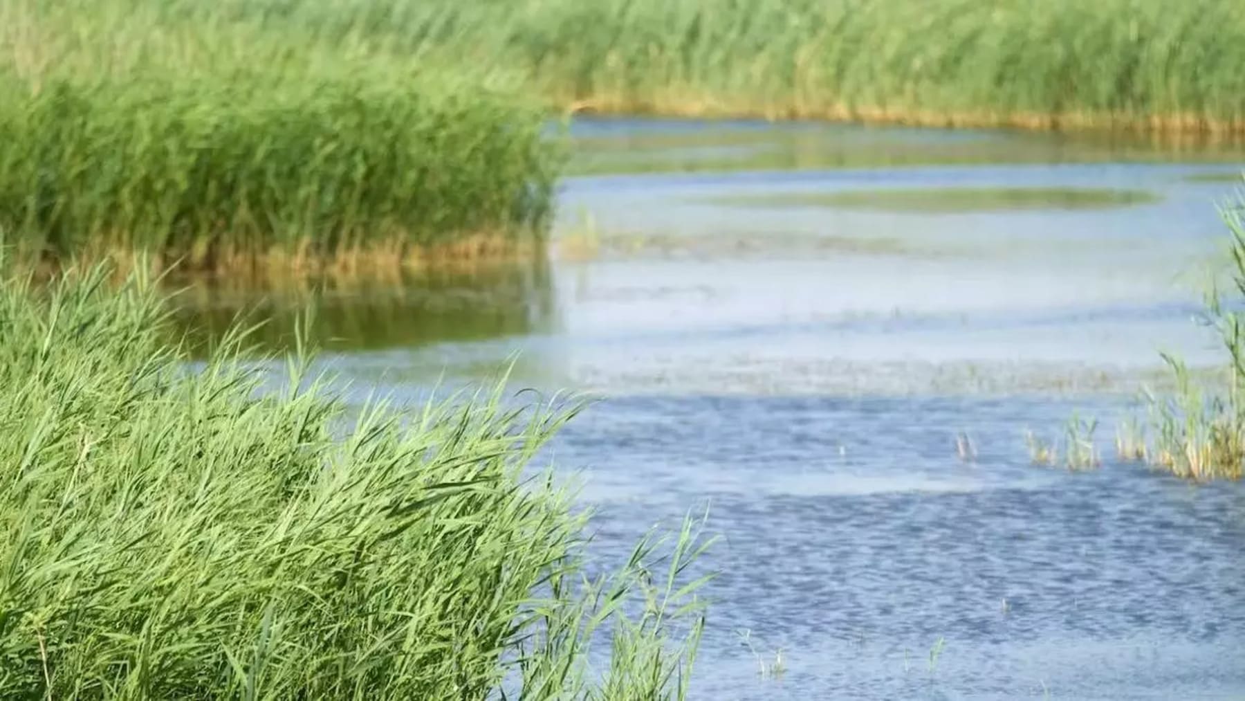 Eliminan caña invasora en Sierra Escalona para recuperar biodiversidad y hábitats