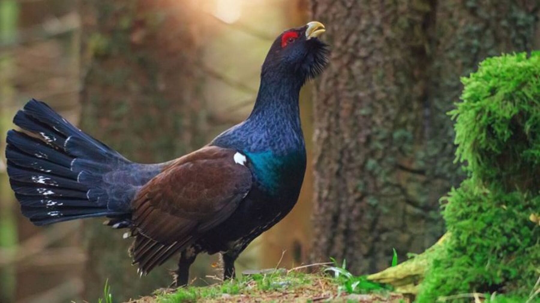 El urogallo pierde fertilidad en programas de reproducción en cautividad