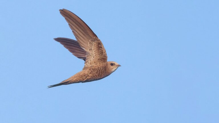 Vencejo pálido volando, especie protegida cuya mayor colonia en Córdoba anida en el Hospital Provincial.