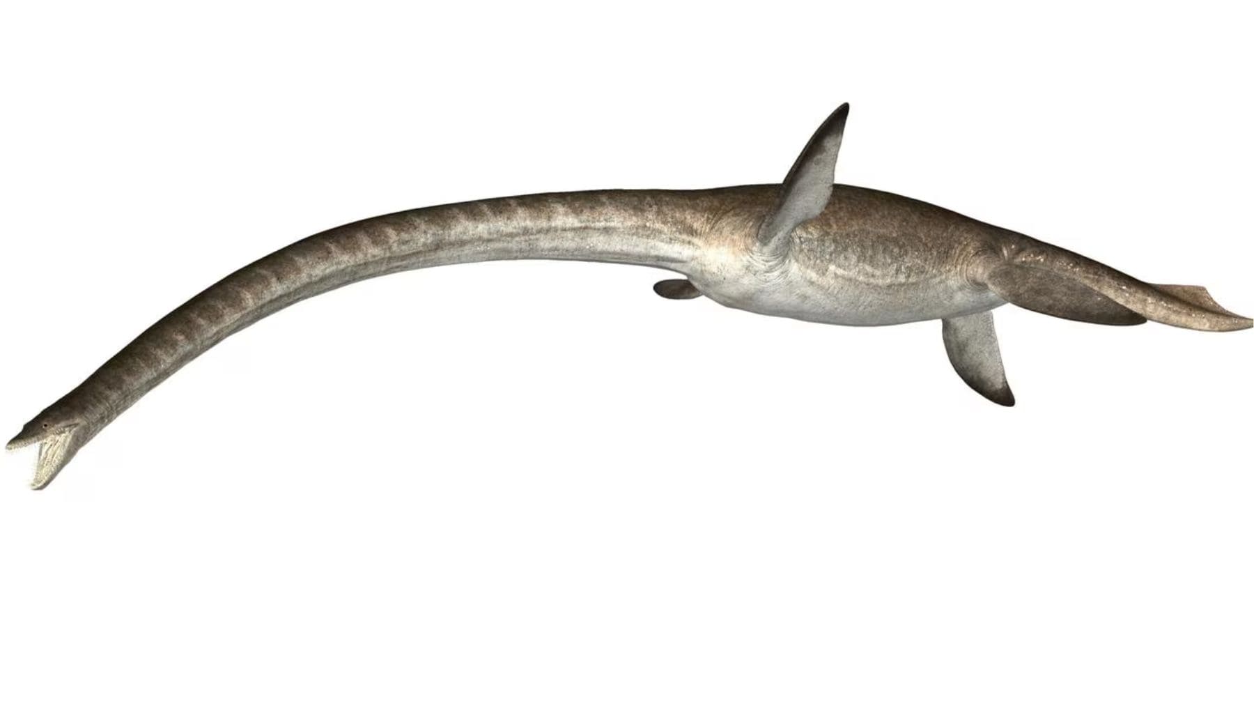 Fósil de vértebra de plesiosaurio descubierto en el Atlas Sahariano de Argelia del Cretácico Superior.