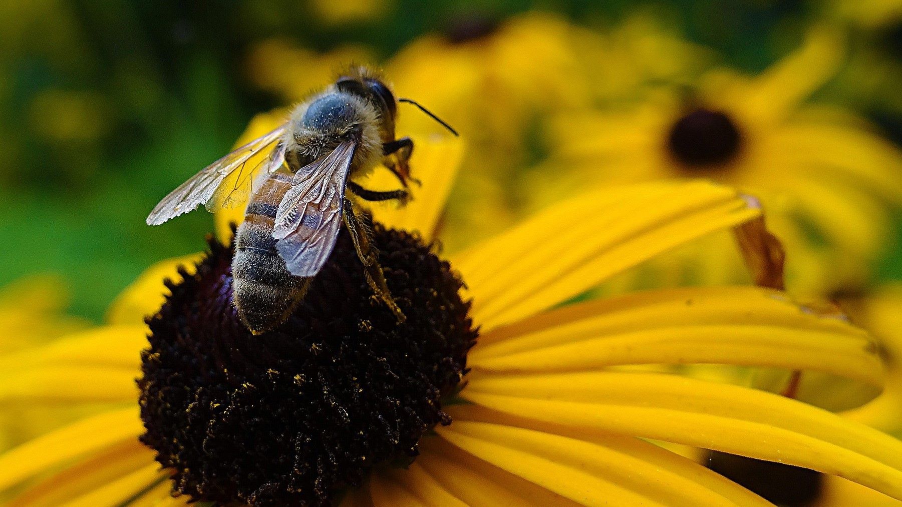la abeja negra en Cantabria impulsa la apicultura en España
