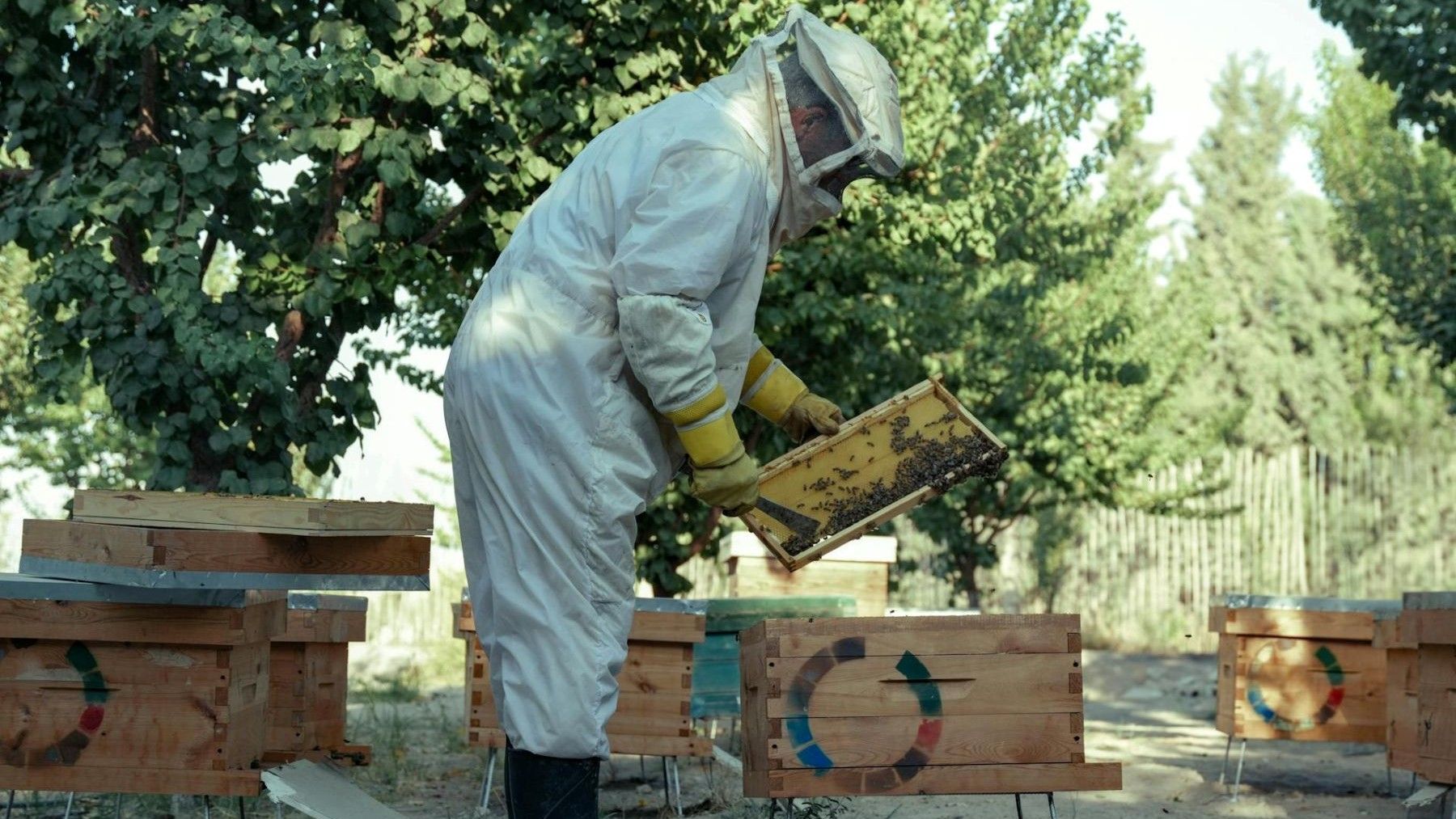 Ayudas a la apicultura en Murcia