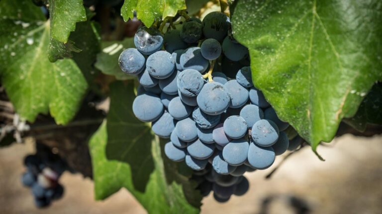 La Rioja impulsa la adaptación del viñedo al cambio climático con un proyecto europeo clave