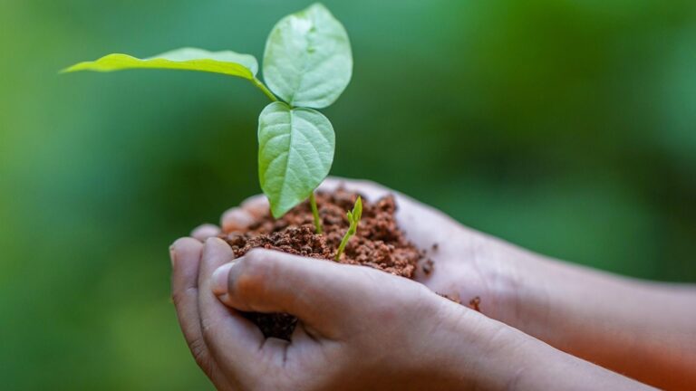 la agricultura ecológica en la PAC europea se consolida como sector estratégico para el futuro