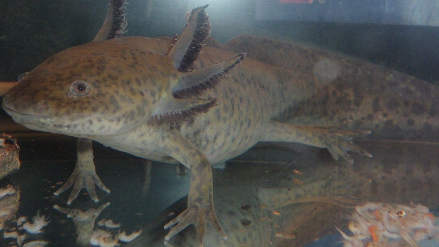 ajolote mexicano encontrado en Gales