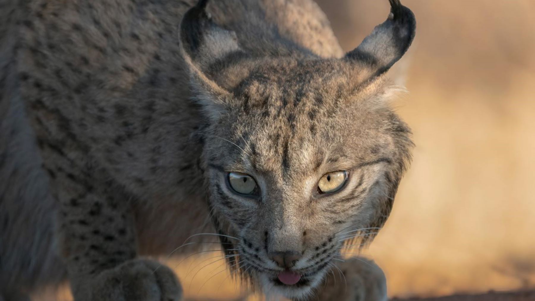 Aragón recibe nuevos linces ibéricos para su reintroducción en el valle del Ebro