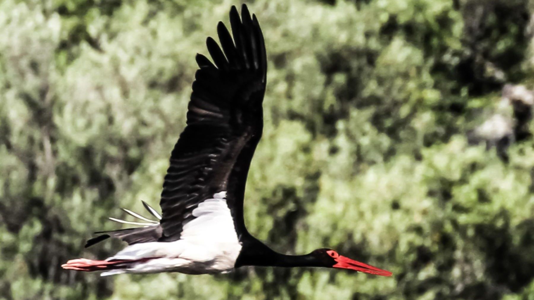 Censo Internacional de Aves Acuáticas Invernantes 2026 en Extremadura