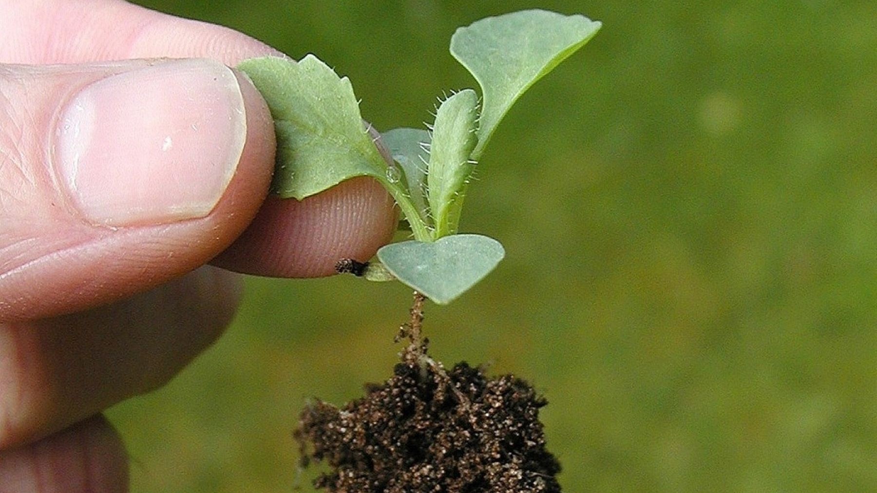 Variovorax palleresanus ayuda a mejorar los cultivos