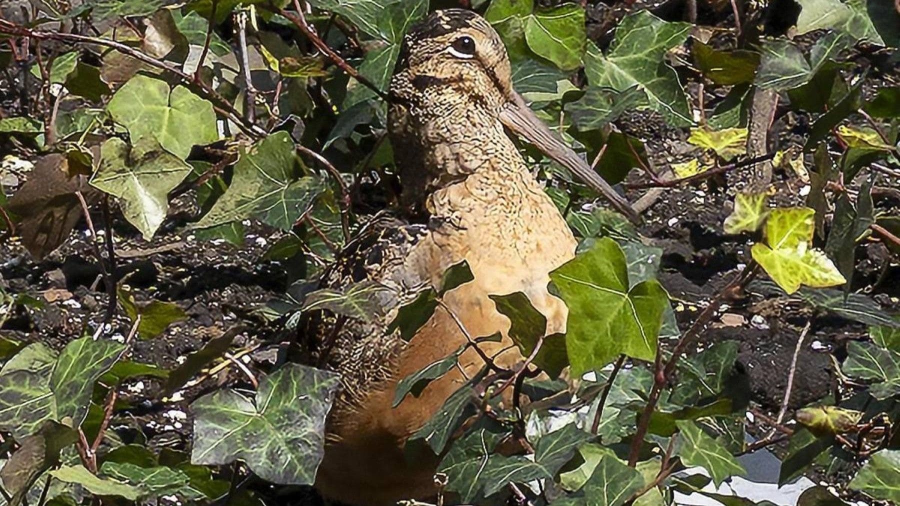 Ave viral en Nueva York atrae multitudes y desata fenómeno global en Bryant Park con turistas