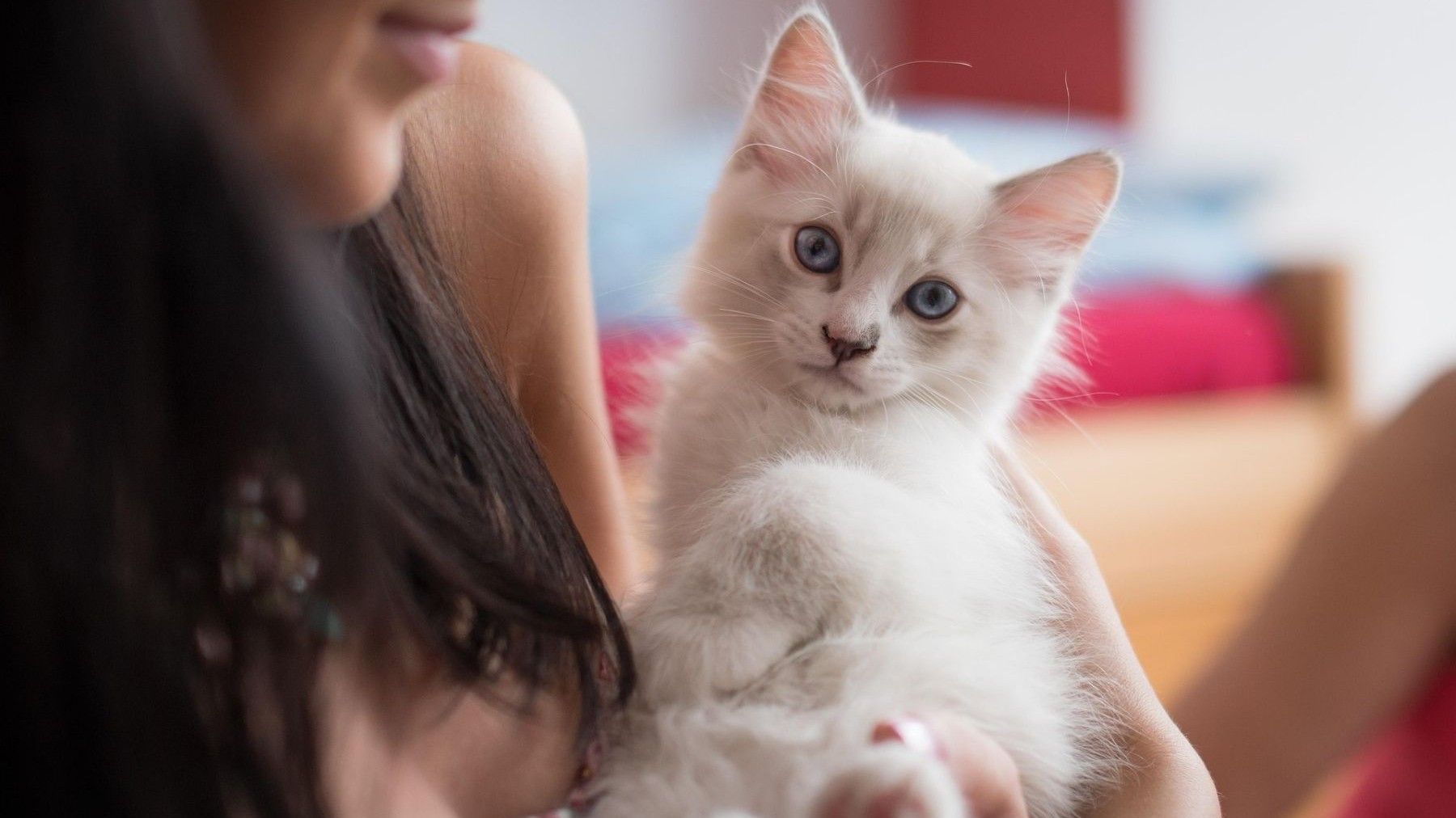 Beneficios del ronroneo de los gatos en persona relajada con mascota