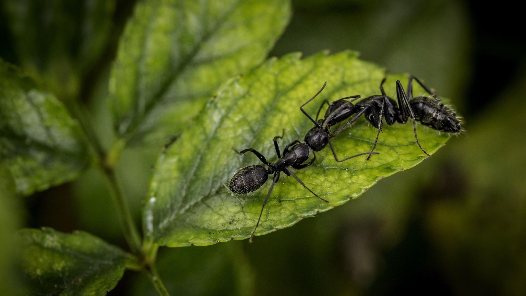 repoblaciones de pinos no recuperan biodiversidad de bosques maduros