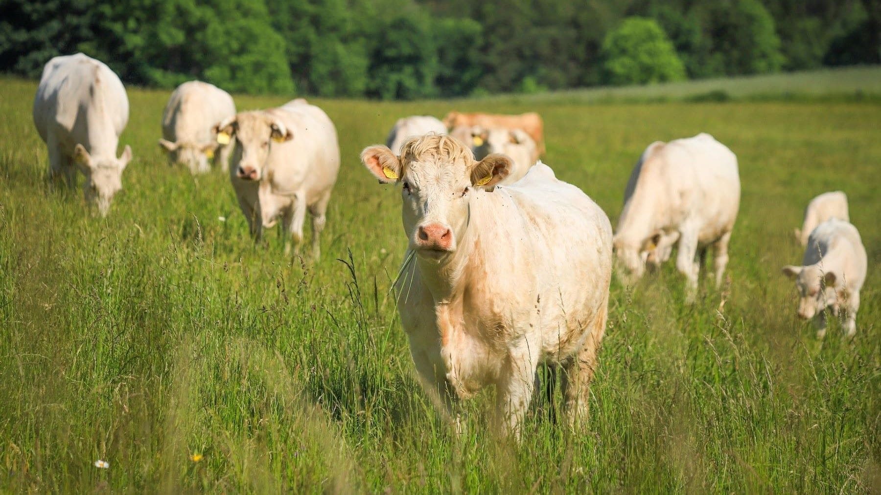 Cantabria paga más de 900.000 euros en ayudas a la producción ecológica a ganaderos y agricultores