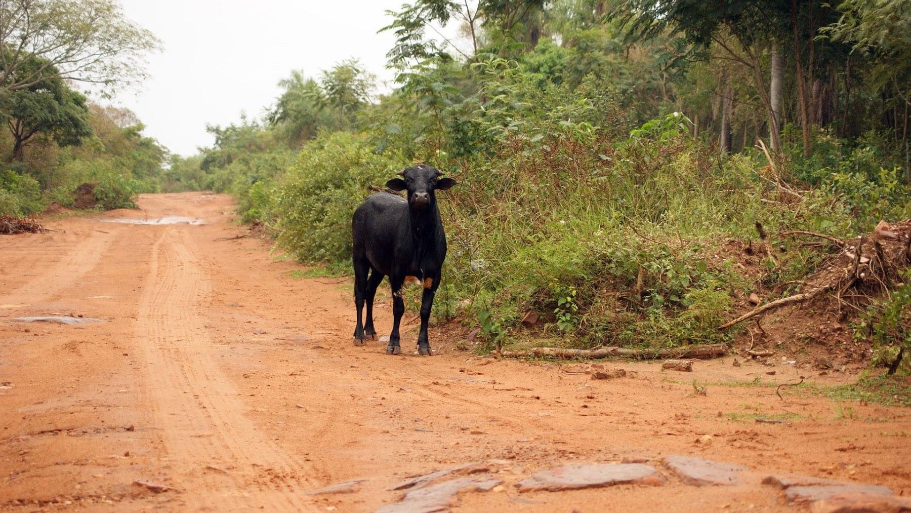 Lula enfrenta demanda por carretera en la Amazonía que amenaza con disparar la deforestación