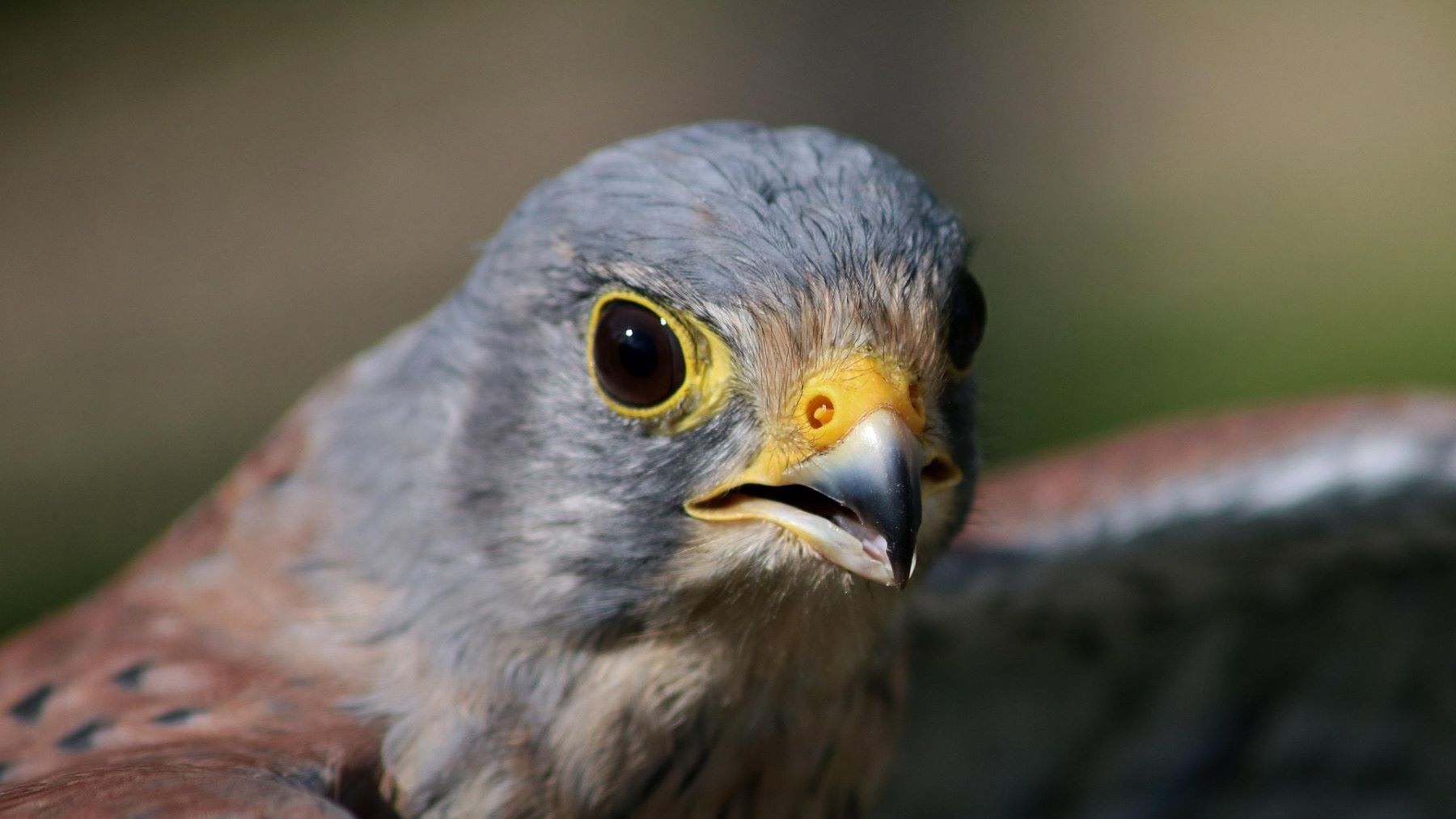 ZEPA urbana del cernícalo primilla en Almodóvar del Campo