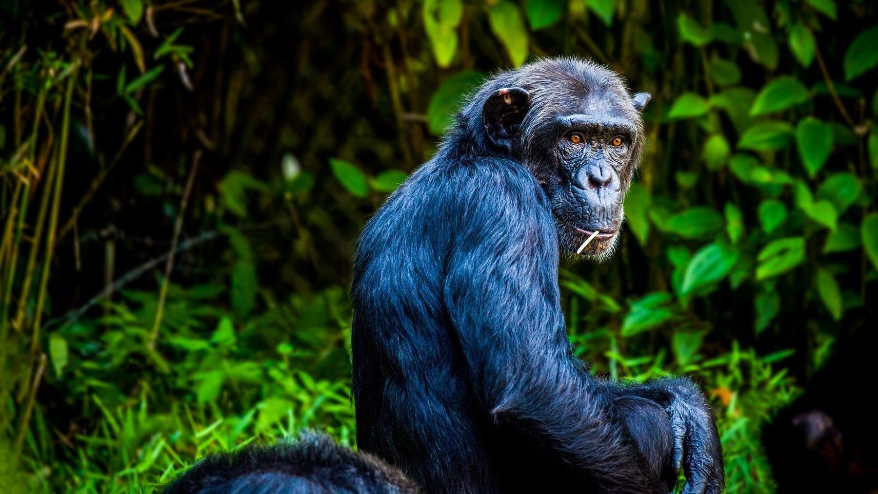 chimpancés conflicto letal