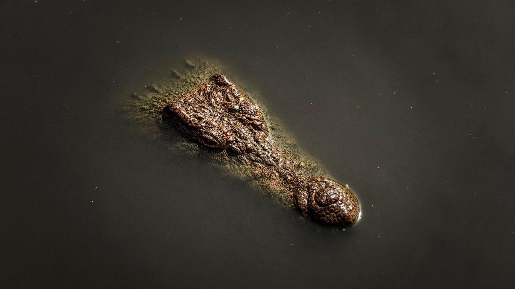 El cocodrilo de Tumbes en peligro crítico