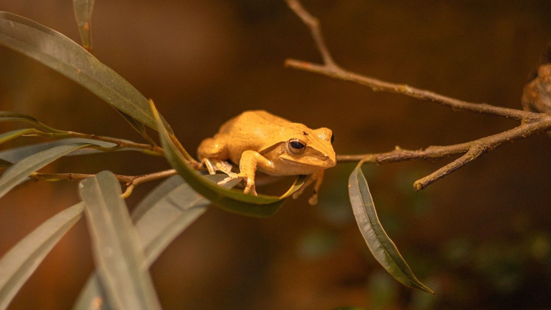 cómo la biodiversidad protege a las ranas del hongo quítrido