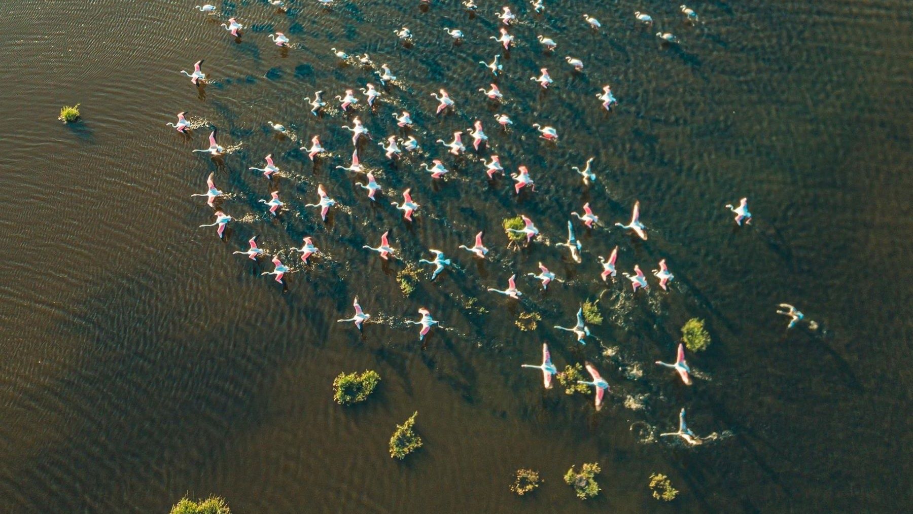 conectividad entre humedales para especies migratorias