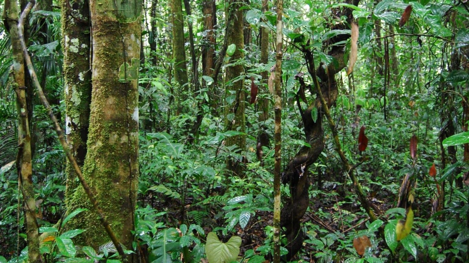 La convocatoria del Fondo del Biocorredor Amazónico en Ecuador para ...