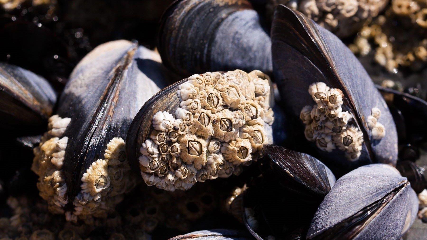 guía internacional para el control de toxinas en moluscos y microalgas marinas laboratorio análisis