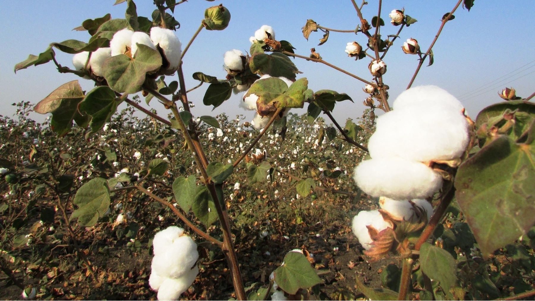 el algodón orgánico demuestra beneficios a largo plazo