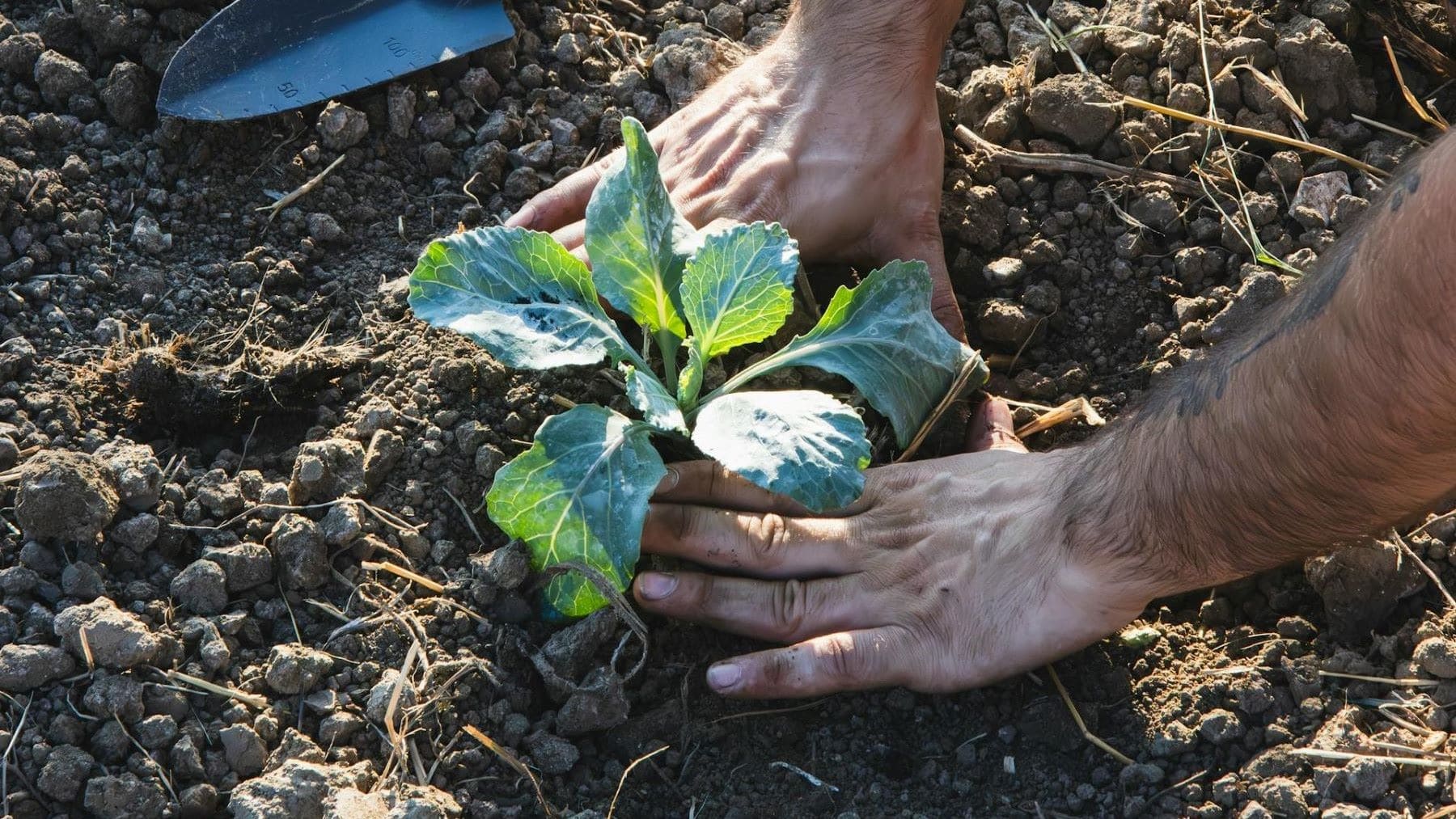 agricultura ecológica resiliente