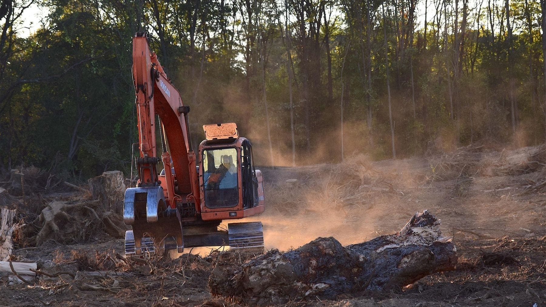 deforestación global impulsada por el consumo europeo de soja cacao y aceite de palma bosque talado
