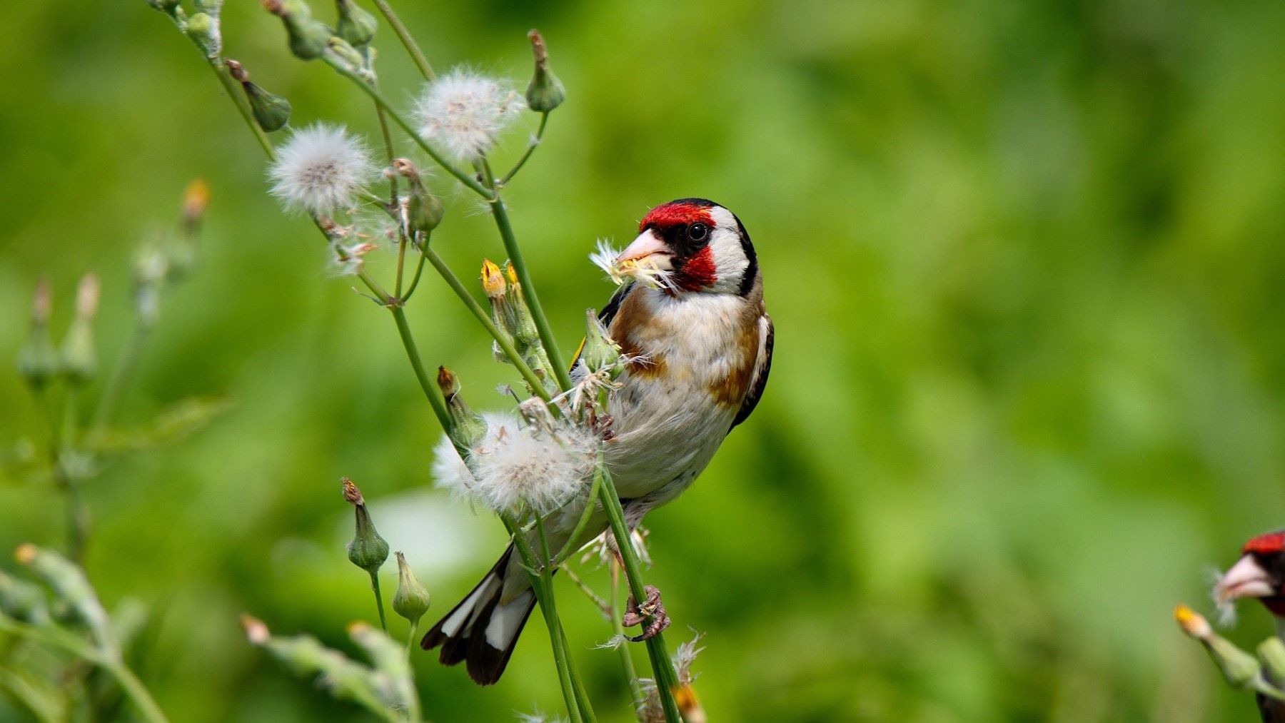 el jilguero europeo cae en España y pierde hasta un 43% de su población en primavera