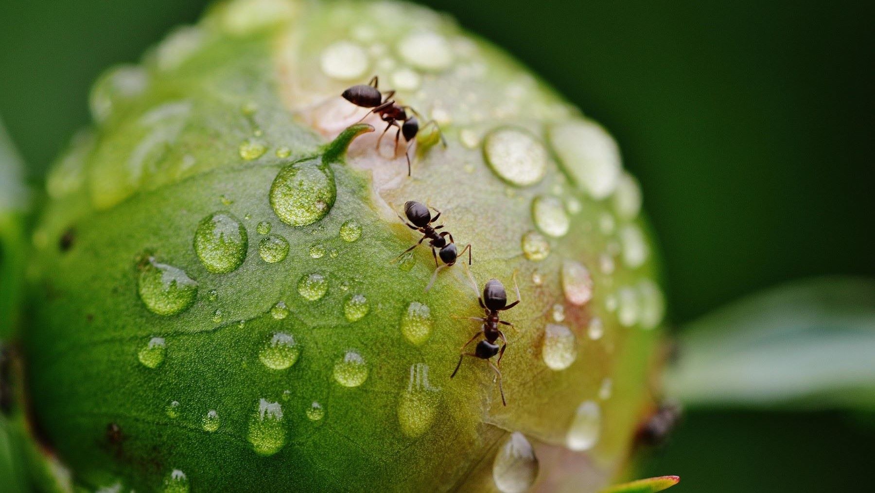 Descubren en Ecuador una araña que imita hormigas para cazar y sobrevivir en la Amazonía