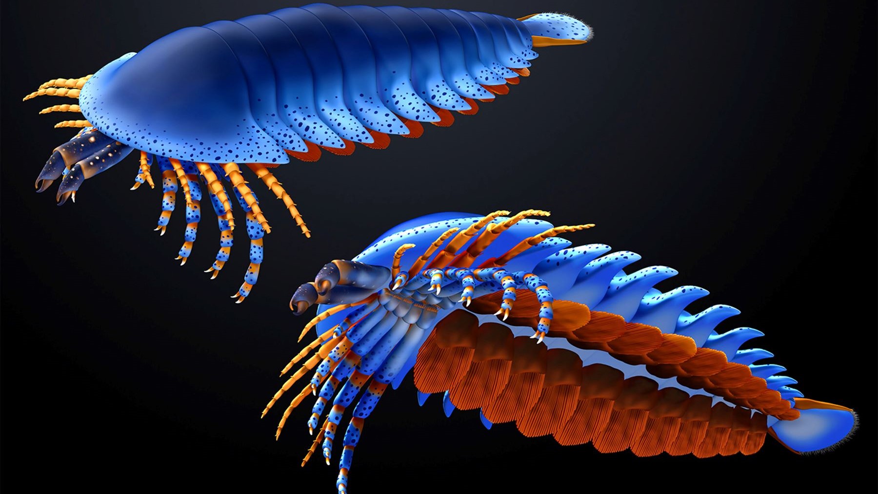 Descubrimiento de fósil de artrópodo más antiguo cambia la evolución de las arañas