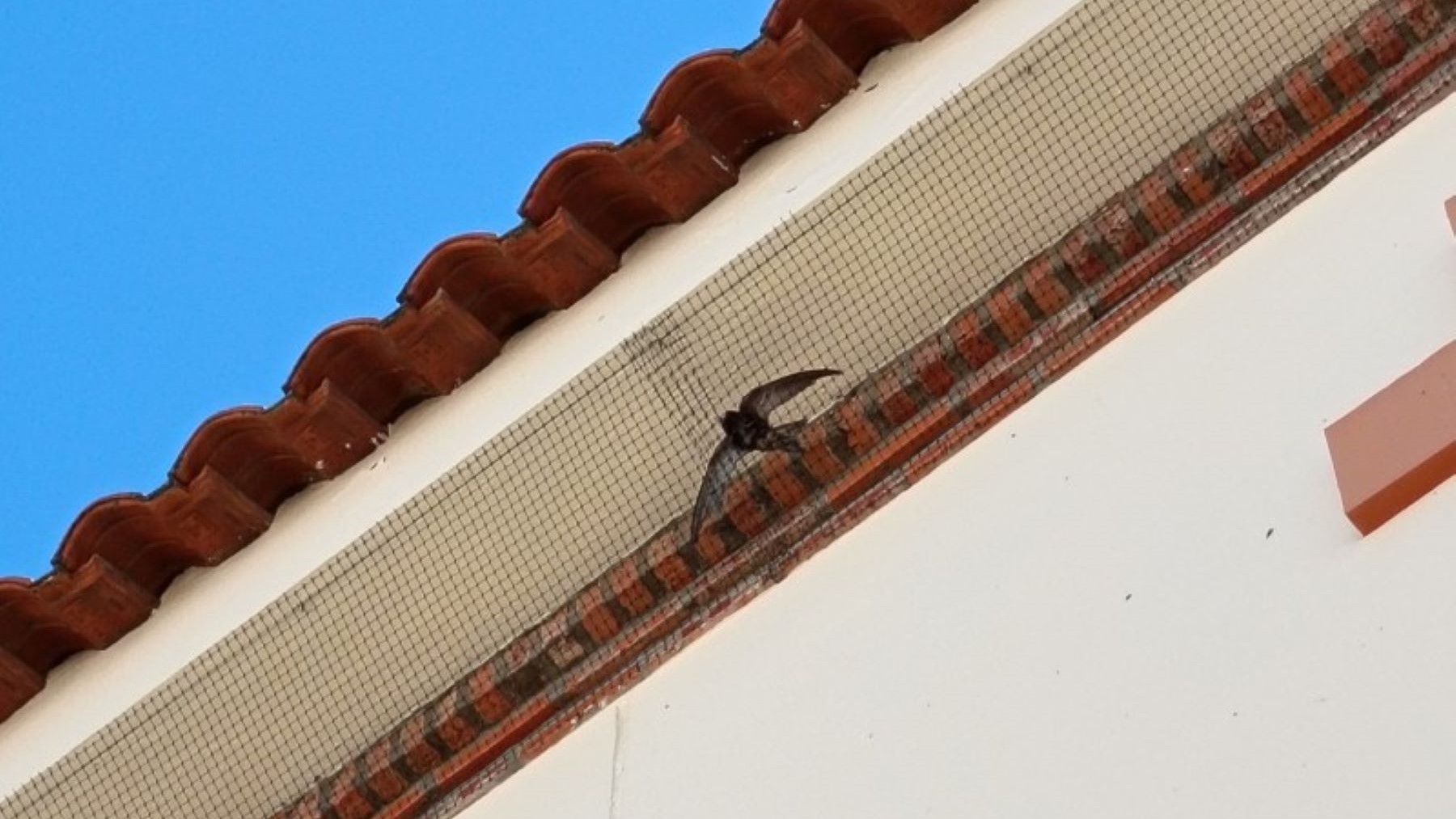 Destrucción de nidos de vencejos en Extremadura deja unas 800 aves sin hogar en plena cría