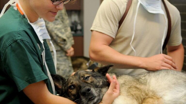 Día Mundial del Veterinario 2026