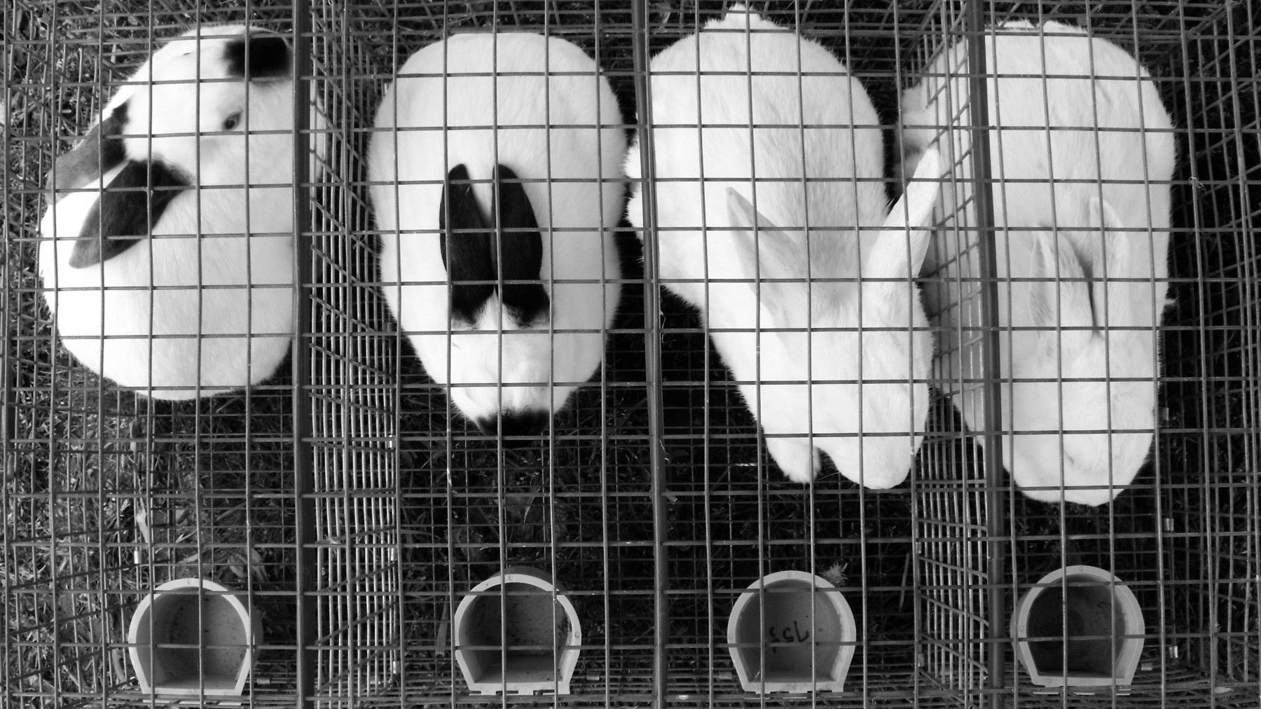 Día Mundial del Animal de Laboratorio 2026