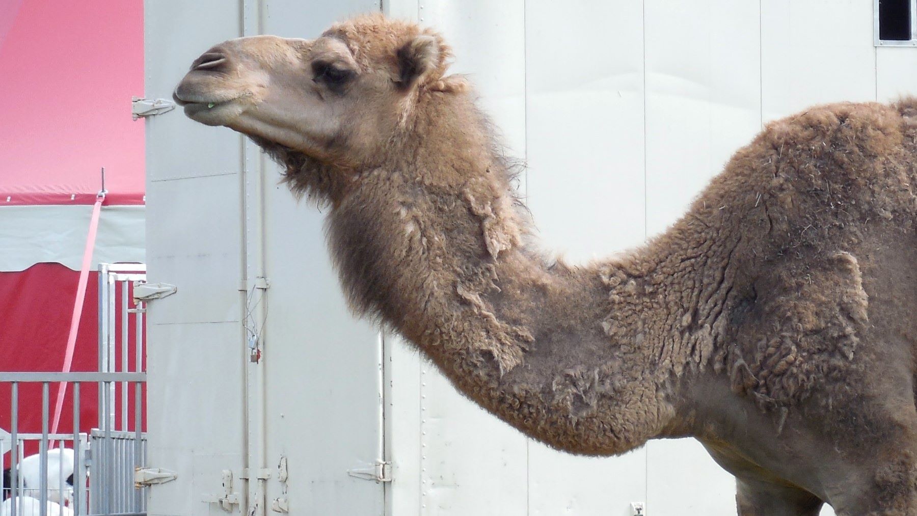 Denuncian maltrato a un dromedario en un circo de Valencia