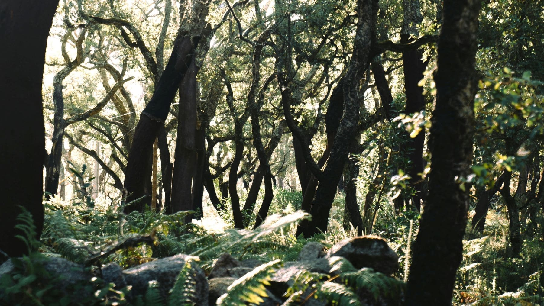 EcoSentinel convierte plantas en sensores para proteger bosques