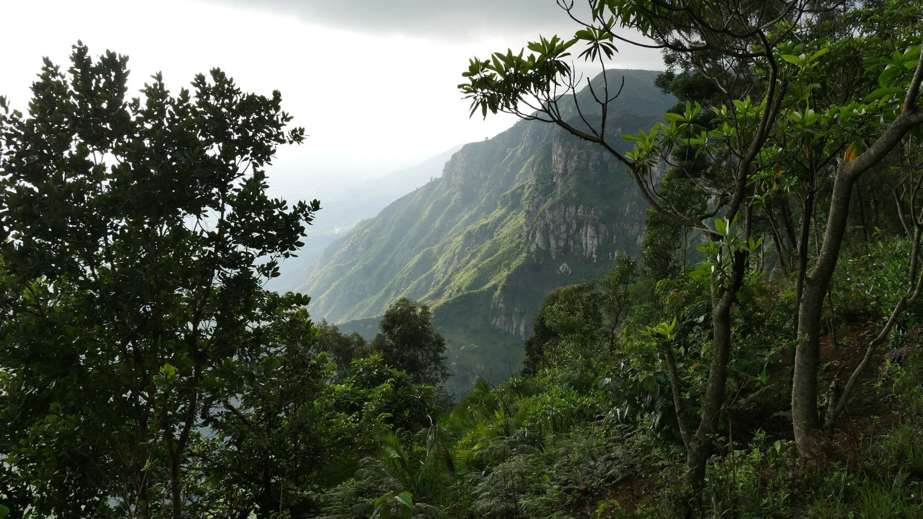 Ecosia alcanza los 250 millones de árboles plantados y refuerza su apuesta climática plantación simbólica Berlín
