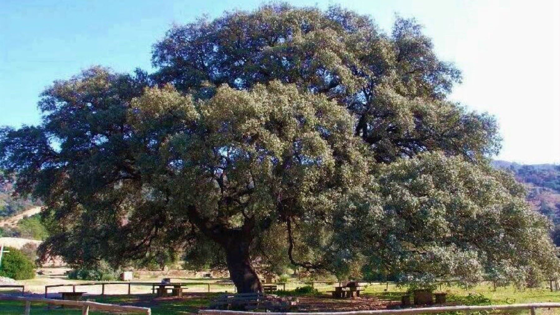 El Chaparro de la Vega el árbol más bonito de España