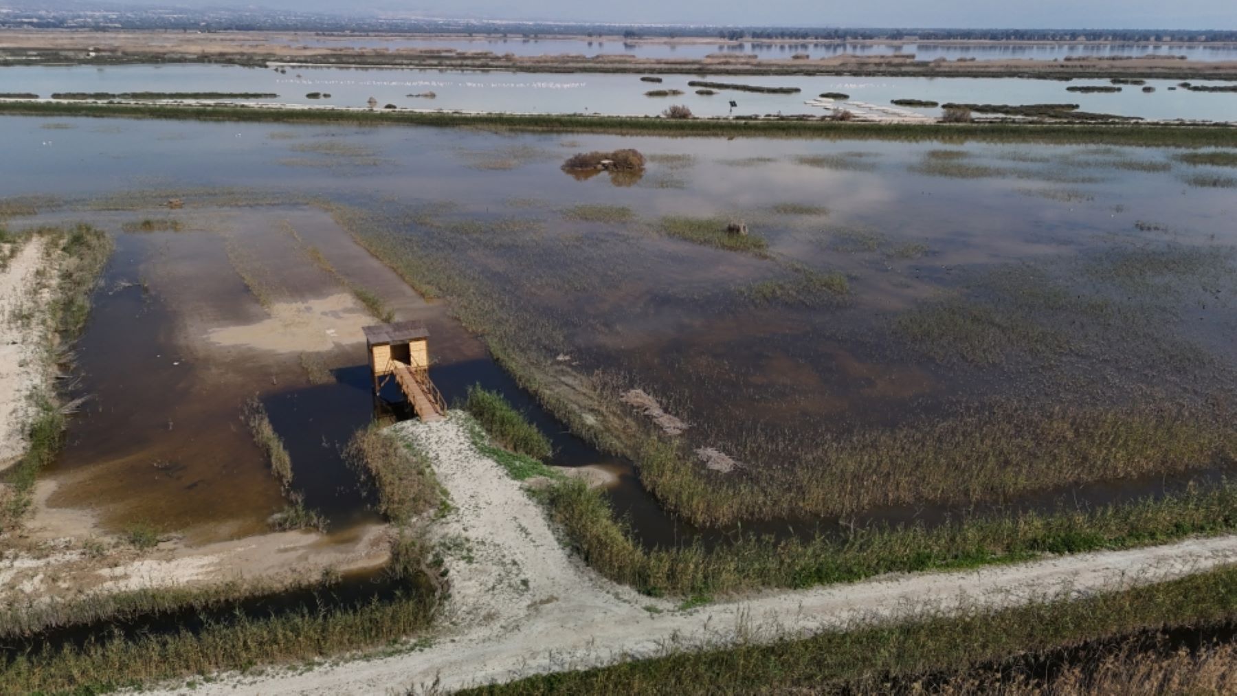 El Espigar es una nueva reserva ornitológica refugio de aves protegidas y cerceta pardilla